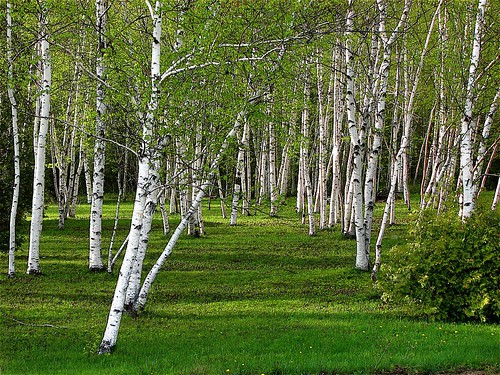 2489542320_af06e6776e