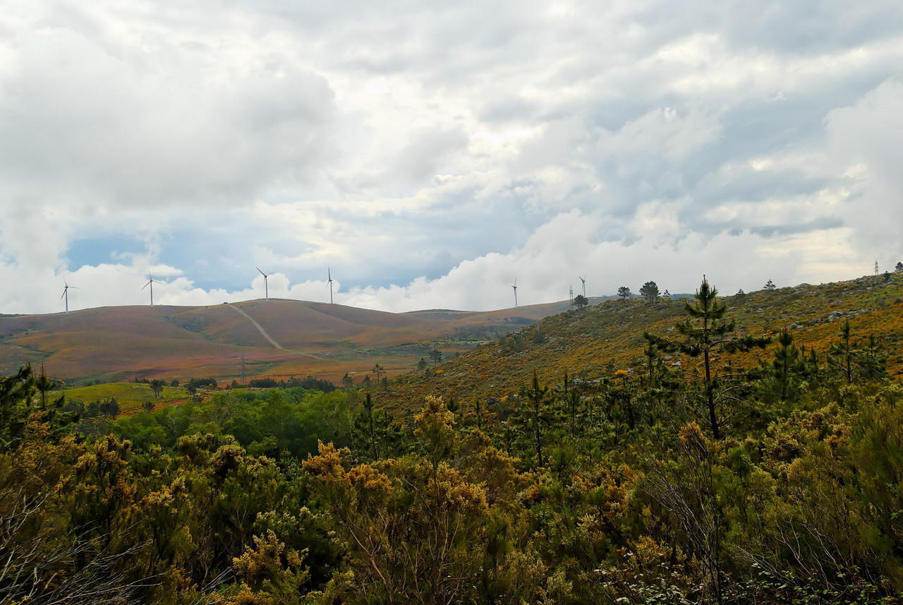 Rota-das-betulas-S.-Pedro-so-Sul-20090524-1095-X2