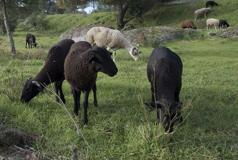 thumbs.web_.sapo_.io_